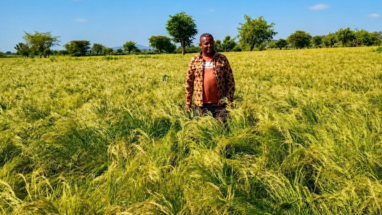 A farmer standing in a ripening wheat field