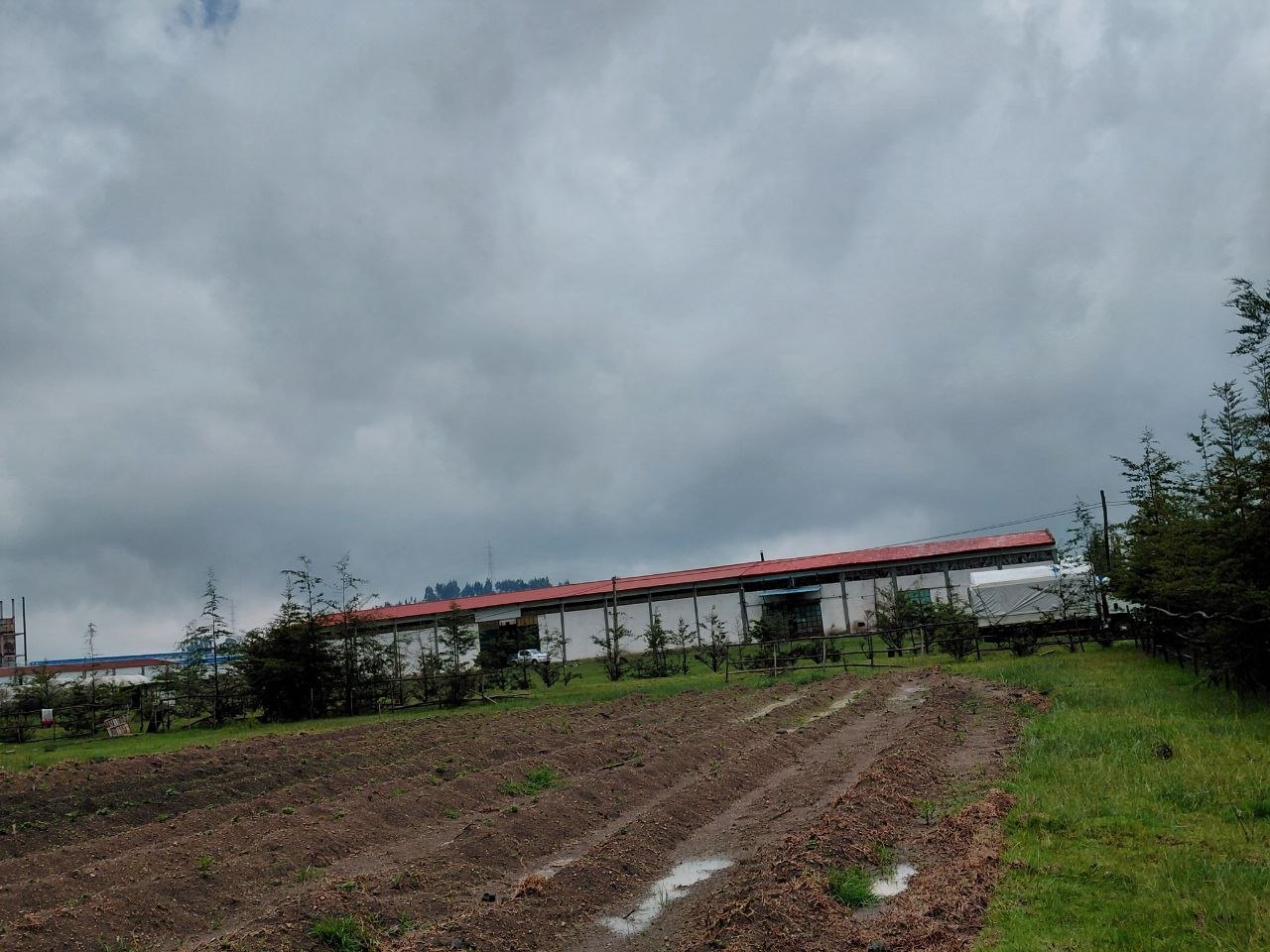 Tilled research plot beside the Eco Green factory