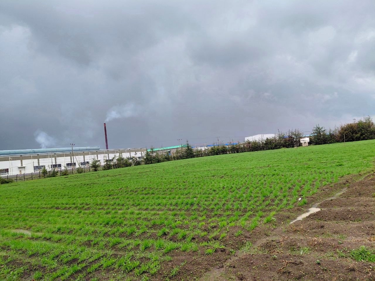 Lush in-house demonstration crop rows beside the plant
